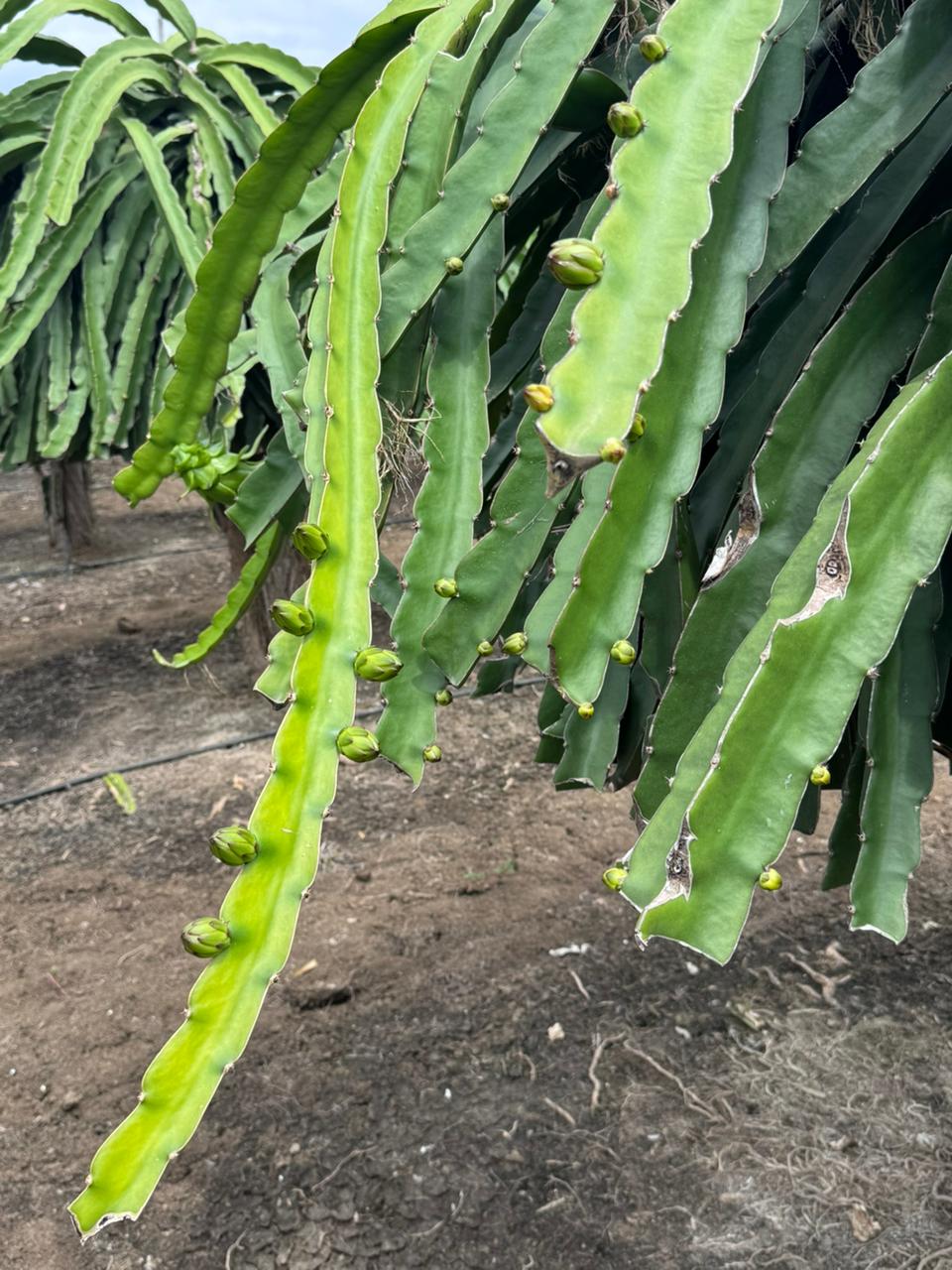 Quality Assurance: Health Requirements for Importing Dragon Fruit