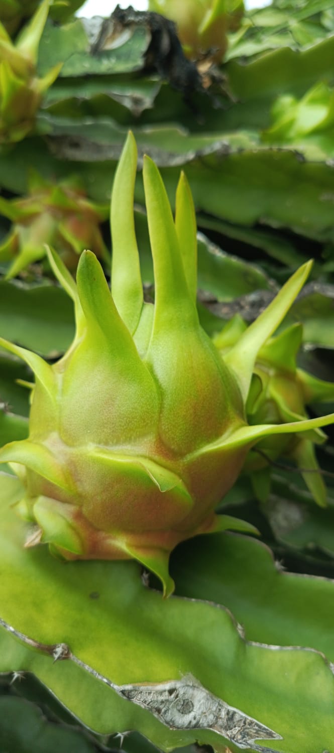 The Art of Packaging: Protecting Ecuadorian Dragon Fruit